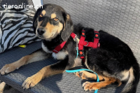 Franzl (ca. 1 Jahr) sucht seine neue Familie