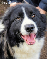 Frasio - Wenn Lebendigkeit zum Verhängnis wird...