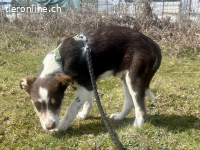 Frecher Charmeur Rocko sucht seine Herzensmenschen