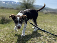Frecher Charmeur Rocko sucht seine Herzensmenschen