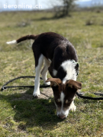Frecher Charmeur Rocko sucht seine Herzensmenschen