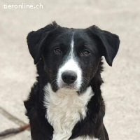 Fred – ein verspielter Goldschatz sucht sein Zuhaue