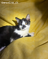 FreddyPurrcury kleiner Gentleman mit grossem Herz sucht Dich