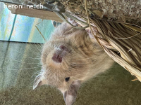 Freund für Degu „Chilli“ gesucht