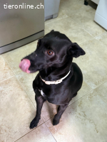 Freya- ruhig, klug und voller Liebe