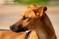 Fridtjof (1 Jahr) – ein Freund fürs Leben