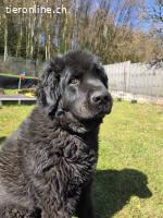 Friedlicher Balu, m.kastr., geb.10.11.2018, Gewicht:ca.60 kg