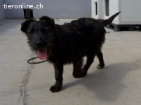 Fröhliche Olina sucht ihr Zuhause fürs Leben