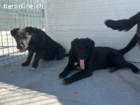 Fröhliche Olina sucht ihr Zuhause fürs Leben