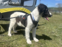 Fröhlicher Entdecker Teddy sucht seine Menschen