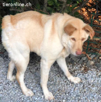 Funny, w./kastr., geb. ca. 2024, Grösse: ca. 45 cm/15 kg