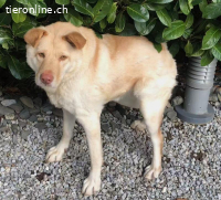 Funny, w./kastr., geb. ca. 2024, Grösse: ca. 45 cm/15 kg