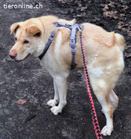 Funny, w./kastr., geb. ca. 2024, Grösse: ca. 45 cm/15 kg