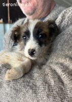 Galeo wünscht sich eine tolle Familie