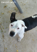 Gaspar, m./kastr., Alter: geb. ca. 5/2014, Größe: 45 cm