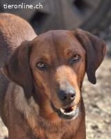Gavin - Wenn selbst die italienische Polizei eingreift ....