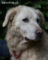 Generosa - Ein Adler bleibt ein Adler...