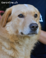 Gibble - Wie ein Wort, das auf der Zunge liegt ...