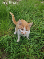 Ginger sucht eine tolle Familie