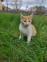 Ginger sucht eine tolle Familie