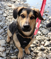 Giotto, ca 1.5 Jahre, männl, kastr, ein cleverer Bursche