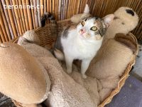 Glückskatze Lea sucht ihr Für-immer-Zuhause