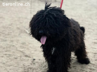 Godo, munterer Bursche