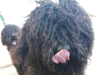 Godo, munterer Bursche