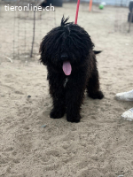 Godo, munterer Bursche