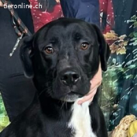 Gonzalo - Ein prachtvoller Rüde sucht endlich seinen Mensche