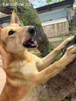 Gorka: Energie im Herzen, Treue im Blick, sucht Dich!