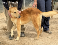 Gorka: Energie im Herzen, Treue im Blick, sucht Dich!
