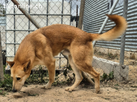 Gorka: Energie im Herzen, Treue im Blick, sucht Dich!