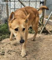 Gorka: Energie im Herzen, Treue im Blick, sucht Dich!