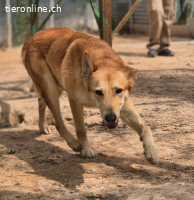 Gorka: Energie im Herzen, Treue im Blick, sucht Dich!