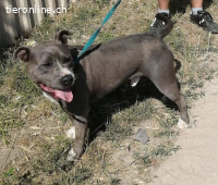 Goya, wunderschöner, freundlicher und toller Hundemann