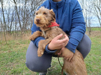 GUCCI, bezauberndes Mixmädel, ca. 6 Mo.,32cm,7kg*reserviert*