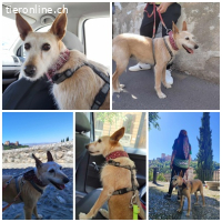 Guinda, geb. 01.06.2014, Größe: 13 kg/45 cm