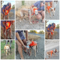 Guinda, geb. 01.06.2014, Größe: 13 kg/45 cm