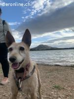 Guinda, geb. 01.06.2014, Größe: 13 kg/45 cm