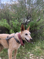 Guinda, geb. 01.06.2014, Größe: 13 kg/45 cm