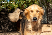 Gulliver (3 Jahre)- Will auf Reisen