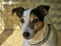 Hachiko auf PS DE