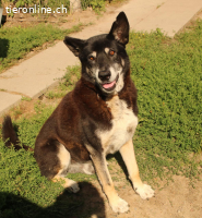 Haker, total positiver und lieber älterer Hund