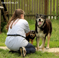 Haker, total positiver und lieber älterer Hund