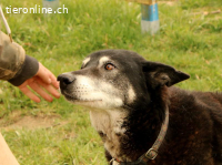 Haker, total positiver und lieber älterer Hund