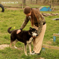 Haker, total positiver und lieber älterer Hund