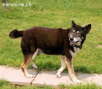 Haker, total positiver und lieber älterer Hund