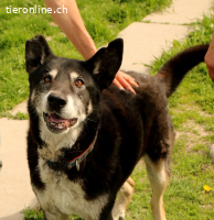 Haker, total positiver und lieber älterer Hund