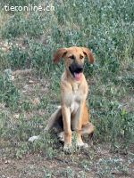 Hanky, ein stiller Held aus dem Wald
